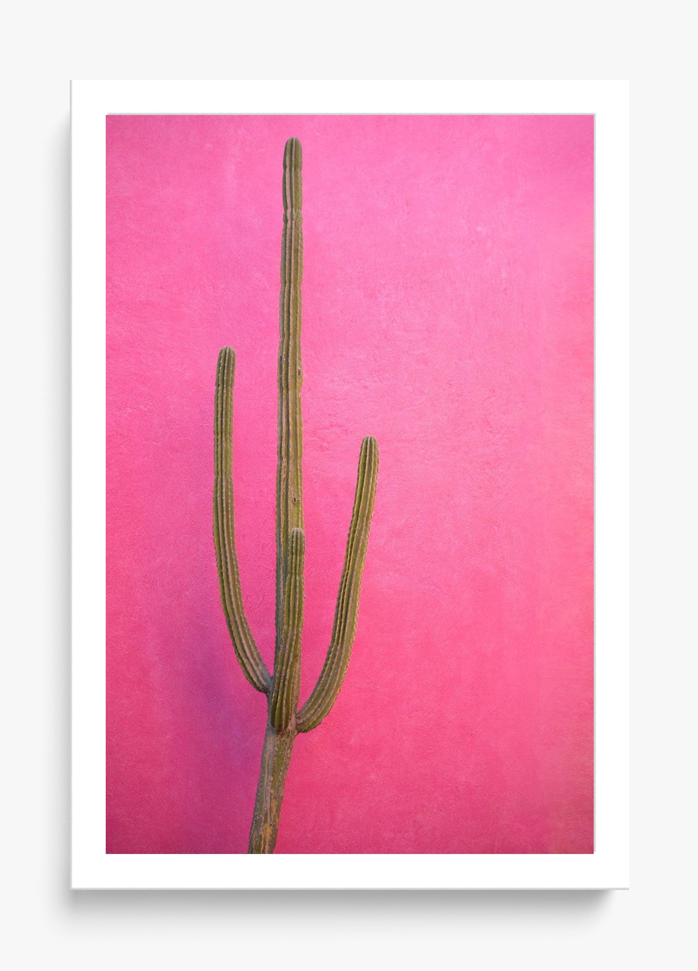 Cactus Pink