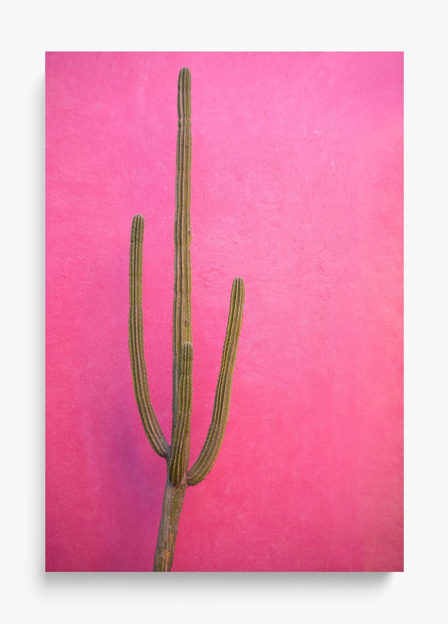 Cactus Pink