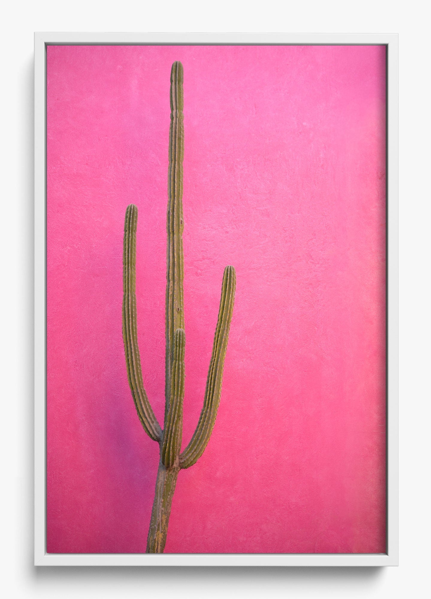 Cactus Pink